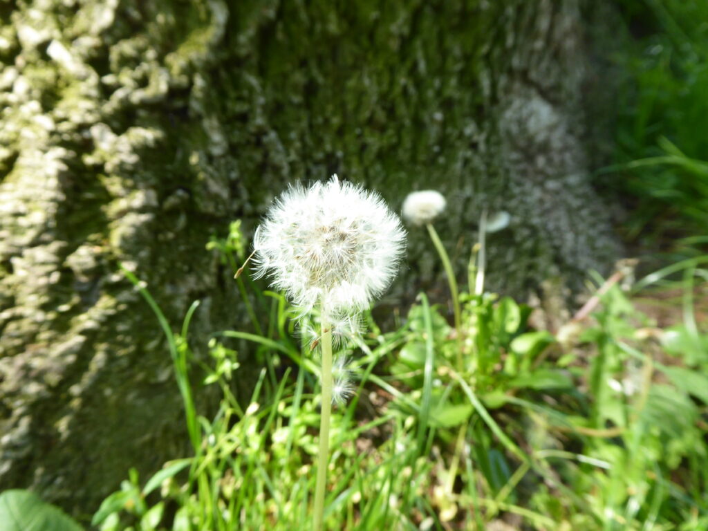 Eine Pusteblume am Stamm eines Baumes. Darunter steht: Die Kreativität braucht Freiräume und Anregungen, um wirken zu klnnen - genau wie eine Pusteblume den Wind braucht, um ihre Samen in die Welt zu tragen.