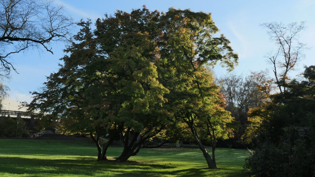 Fünf Fotos in mildem Herbstlicht: Zwei Bilder einer Baumgruppe auf einer Wiese; violette, runde Früchte an bereits kahlen Ästen und ein Herbstkrokus zwischen braunen Blättern und grünen Grashalmen - friedliche Herbstimpressionen