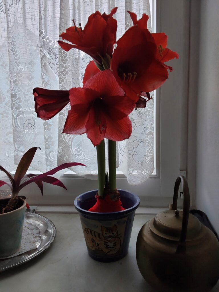 Eine rote Amaryllis, deren Blüten schon teils verblüht sind, auf einer Fensterbank