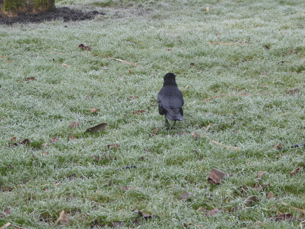 Ein Rabe läuft von der Kamera weg über eine frostige Wiese