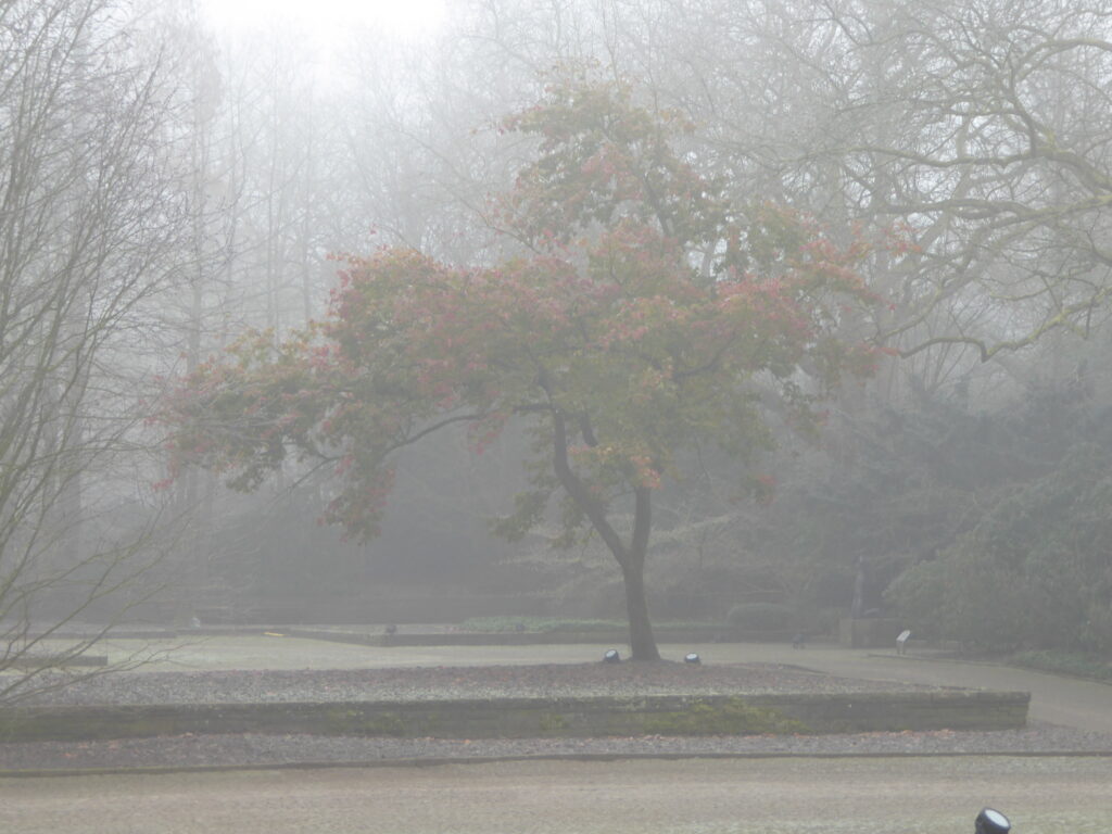 Mitten im Winternebel ein Ahornbaum im vollen, bunten Herbstlaub