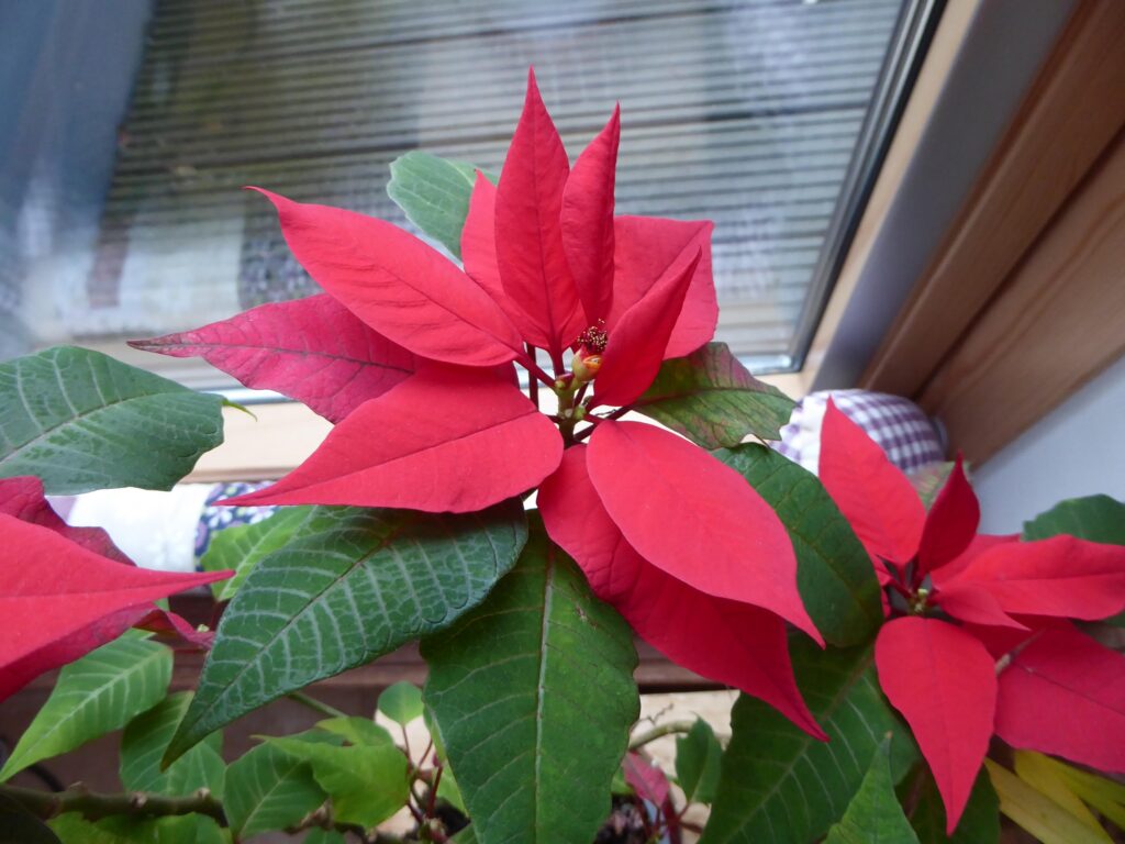 Nahaufnahem eines Weihnachtsstern von oben. bei dem inmiiten der rotgefärbten Blätter einer Pseudoblüte die eigentliche, unschreinbare Blüte zu erkennen ist.