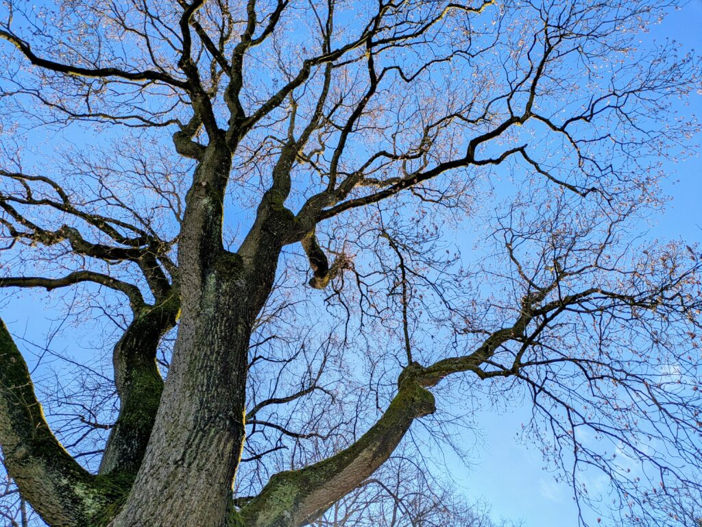 Der Blick geht einen mächtigen Baumstamm hinauf in den strahlend blauen Himmel. An den noch kahlen Ästen zeichnen sich zarte rötliche Blüten ab.