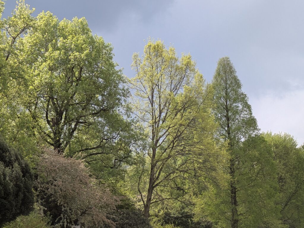 Vor einem dunklen Wolkenhimmel zeichnen sich hell leuchtend im Park einige Bäume in noch zartem Grün ab, Vorn links ein rosa blühender Busch. 