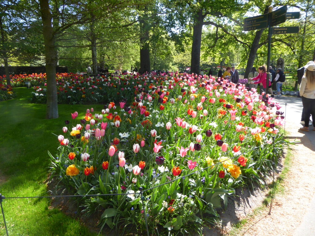 Unter lichten Laubbäumen zieht sich ein Beet mit einer Fülle bunter tulpe in eienm Bogen vom linken oberen bildrand bis zur Bildmitte vorn. Auf der rechten Seite ein gleichfalls gebogener Weg mit einem Wegweiser und einigen Spaziergängern.