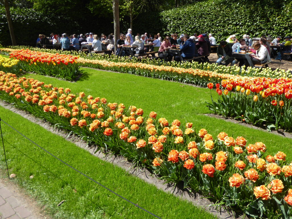 Gelbe und orange Tulpen in langen geraden Beeten durchziehen parallel zueinander den Rasen. Im Vordergrund sind die Pflastersteine eines Weges zu erkennen. Im Hintergrund sitzen zahlreiche Menschen auf einer Terrasse an Tischen zusammen. Grüne Hecken, die alles überragen, begrenzen die Terrasse und das Bild.