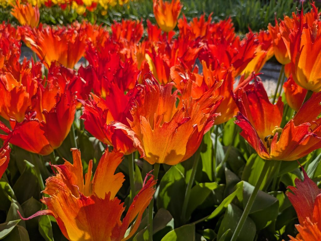 Nahaufnahme eines Beetes mit orangeroten, gefiederten Tulpen, Das intensive Sonnenlicht lässt sich zugleich leuchten und dabei durchscheinend wirken. Das Grün ihrer Blütter und Stiele am unteren Bildrand bildet einen kräftigen Komplementärkontrast dazu.