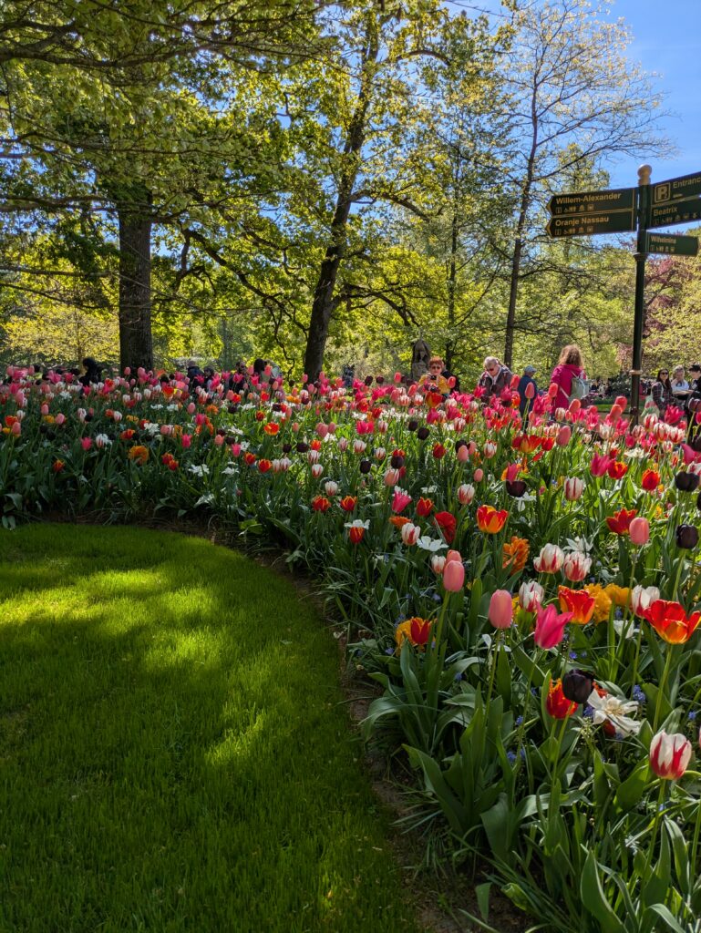 ein Beet mit einer Fülle bunter Tulpen liegt im Halbschatten verschiedener Laubbäume. Der Himmel darüber ist strahlend blau. Rechts i Bildhintergrund hinter den Tulpen ein Wegweiser, drumherum sind sehr klein eine Vielzahl von Spaziergängern zu erkennen.
