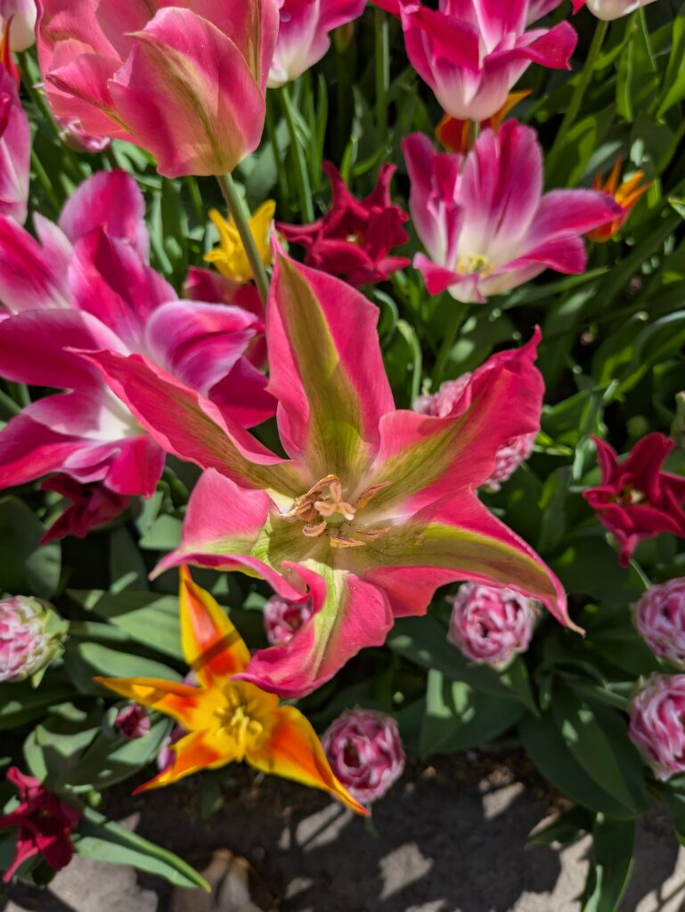 Die Nahaufnahme einer Tulpe mit spitz zulaufenden, dunkelpinken Blütenblättern, die in der Mitte jeweils einen grünen Streifn mit weißen Rändern haben. Drimherum weitere, kleinere Tulpen teils derselben Art, aber orange statt pink, teils andere, kleinere Tulpen, gefüllte und ungefüllte, in Rosarot und weiß.