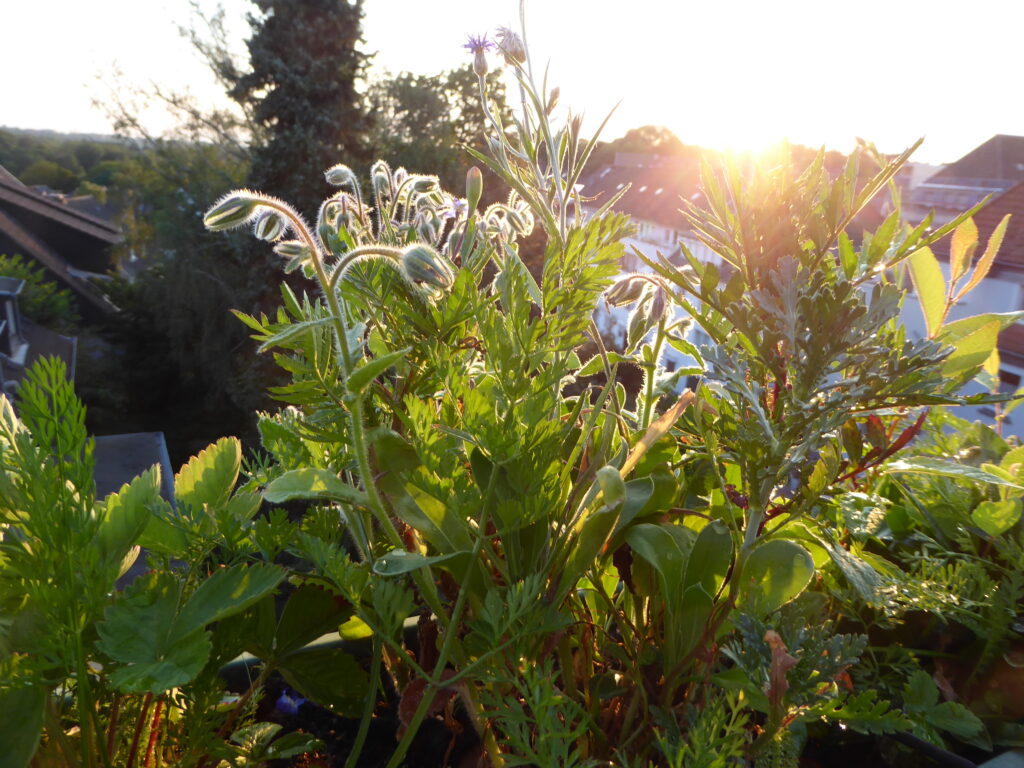 Hinter einem "Gebüsch" aus nahaufgenommenen Blumen und Erdbeerpflanzen im Balkonblumenkasten geht hinter der gegenüberliegenden Häuserzeile die Sonne unter.