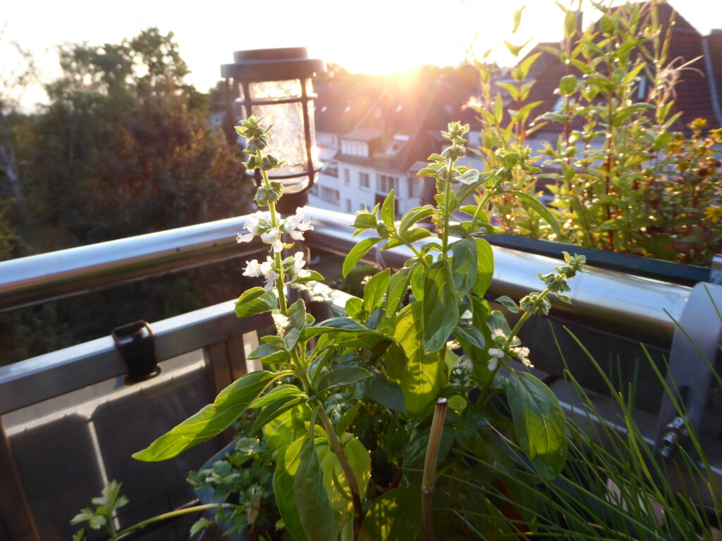 Weißblühender Basilikum im Kräuterkasten in der Balkonecke, dahinter eine LED-Lampe, in der sich die Strahlen der Abendsonne spiegeln, die tief über dem Dach der schräg gegenüberliegenden Häuserzeile steht.