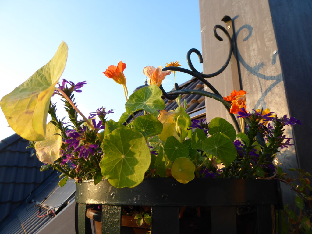 Orangeblühende Kapuzinerkressen, vioelett blühendes Kraut und eine Ringelblume teilen sich den erhöhten Platz an der Abendsonne in einer Hängeampel.