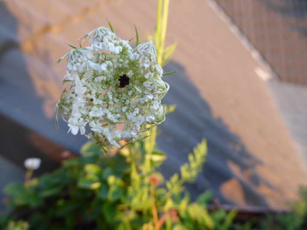 Großaufnahme einer noch nicht ganz geöffneten Möhrenblpte, bei der sich der äußere Kreis aus Miniblüten nach innen neigt, als wolle er die dunkle Blüte in der Mitte beschützen.