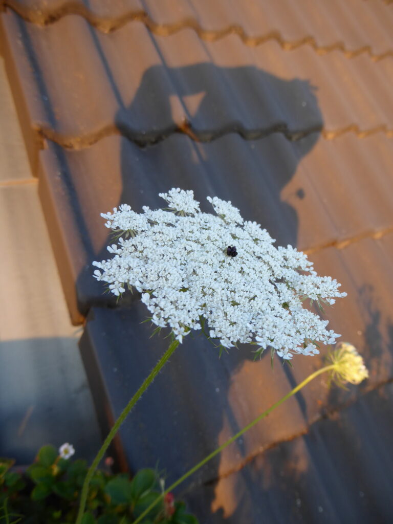 Nahaufnahme einer großen weißen Möhrenböute mit schwarzer Mitte. Auf dem schrägen Ziegeldach dahinter ist der Schatten der Fotografin im warmen rötlichen Abendlicht zu sehen.
